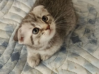 Котёнок шотландский вислоухий,Scottish-fold