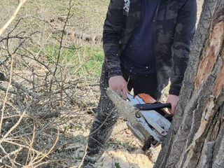 Servicii complexe de tăiere și toaletare copaci! foto 20