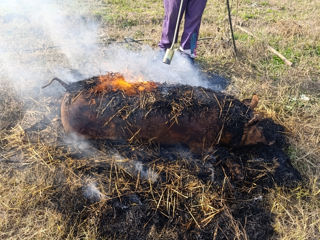 Landras Porci 90-130 kg calitate superioara locație ciorescu foto 2