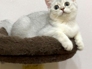 British shorthair kitten.
