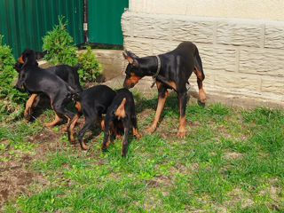 Se vînd caţei de rasă Doberman vaccenaţi.061033259 foto 8