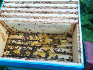 Продаю плодные пчеломатки Бакфаст, пчелoсемьи на 8-10 рамок и отводки на 4-6 рамках foto 8