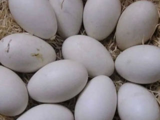 Vînd ouă de gîsca pentru incubare foto 2