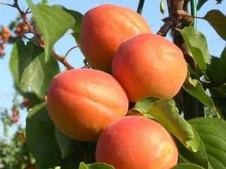 Pomi fructiferi !Cais ( abricos ) , păr ( prăsad ) , vișin , persic , prun ( perj ) ...