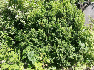 Buxus