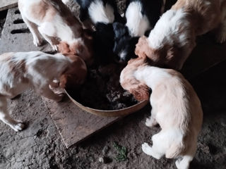 Spre vînzare cățeluși de breton englez din părinți lucrători foto 2