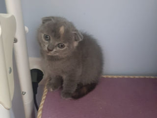 British Shorthair foto 5