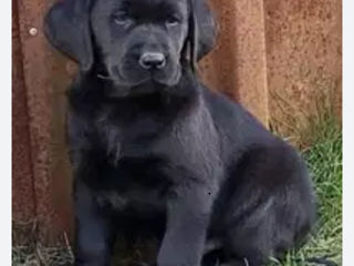 Labrador foto 4