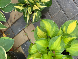 Vand diverse plante foto 8