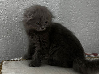 VIP Highland fold  Scottish fold вислоухие котята foto 8