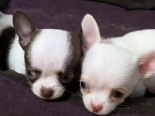 Чихуахуа chihuahua foto 1