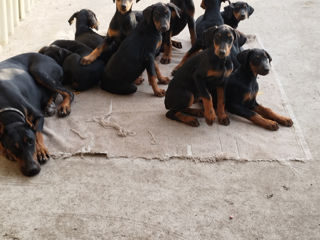 Se vînd caţei de rasă curată Doberman foto 4