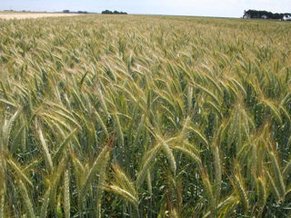 Seminte De Triticale foto 5