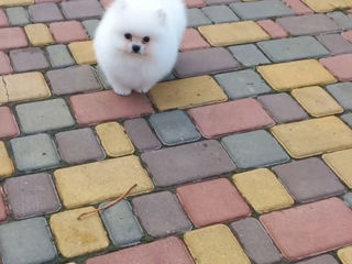 Подарок любимым! mini spitz pomeranian toy foto 4