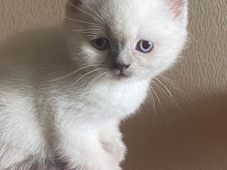 Продаются котята Scottish fold и Scottish Straight