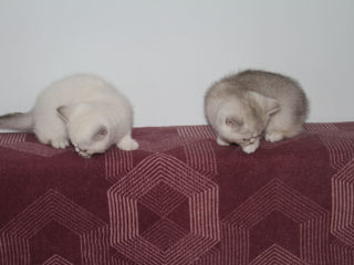 British shorthair chinchilla pisica pisoi foto 8