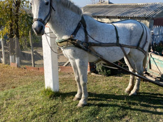 Vând iapă cuminte. foto 2