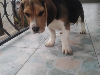 Beagle