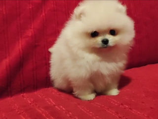 Подарок любимым! mini spitz pomeranian toy foto 4