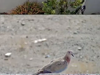 Двойная камера с оптическим зумом 50х Camera dubla cu zoom 50x фото 6