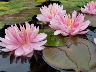 Нимфея Лили Понс (Nymphaea Lily Pons) foto 3