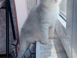 Шотландская прямоухая девочка  foto 2
