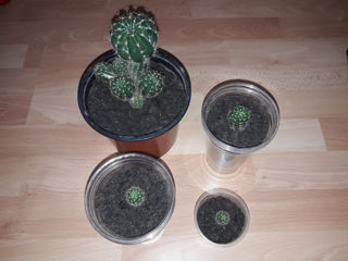 Продаю кактусы по 50 лей, рышкановка,  Cactus foto 2