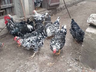 куры, Цыплята, инубационные яйца кур ливенские ситцевые фото 0