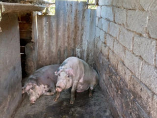 Porc 50 lei kg