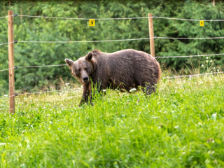 gard electric pentru Bivoli si Bovine 0 % credit