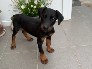 Doberman foto 1