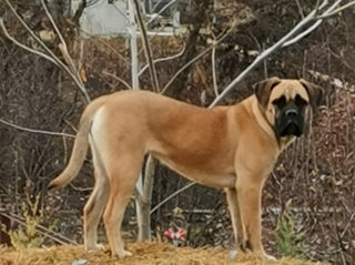 Cane corso  foto 2