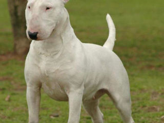 Cumpăr Bull-Terrier foto 2