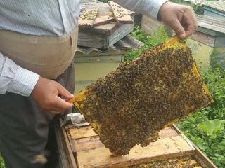 Пчелосемьи / отводки foto 4