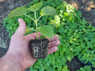 Paulownia Tomentosa foto 1