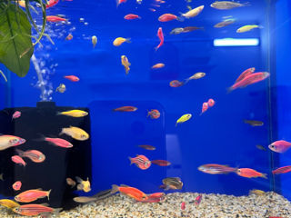 Рыбки аквариумные foto 2