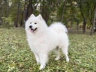 Самоед (Samoyed) для вязки (imperechere)