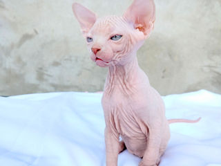 Котята канадского сфинкса / Sphynx Canadian foto 4