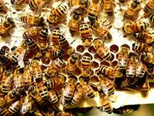 Vând familii de albine foto 1