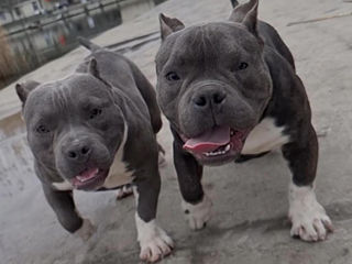 American Bully