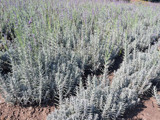 Lavanda foto 3