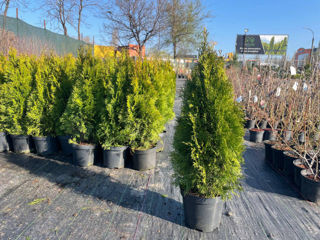 Thuja Smaragd 1m. la doar 230 lei