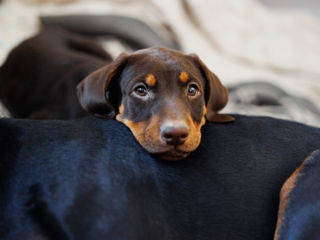 Doberman foto 5