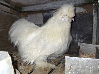 Vind 3 picheri si 2 cocoși de matase japoneză foto 0