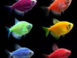 GloFish foto 2