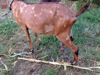 Avem de vînzare căpriță mulgătoare, alpină franceza,cu o genetică foarte buna, foto 4