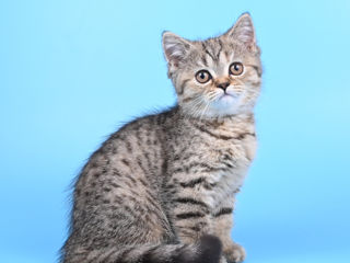 Pisoii british shorthair  -британские котята foto 9