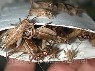 Аргентинские  тараканы, сверчок и хрущевой червь для любимых питомцев foto 3