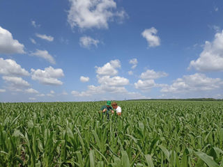 Seminte Hibrizi de Porumb" Golden West Seed Grecia" foto 8