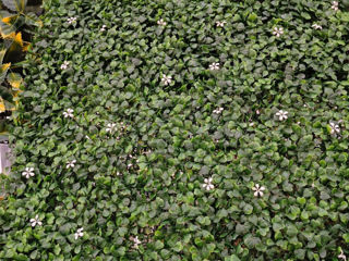 Plante decorative artificiale / Perete din plante artificiale foto 14